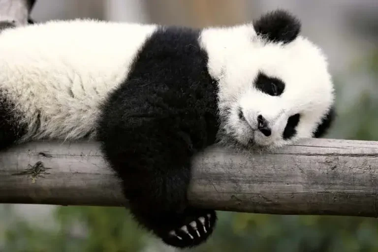 “Please Call Me Red Panda: Exploring the Enigmatic Charm of These Adorable Creatures”
