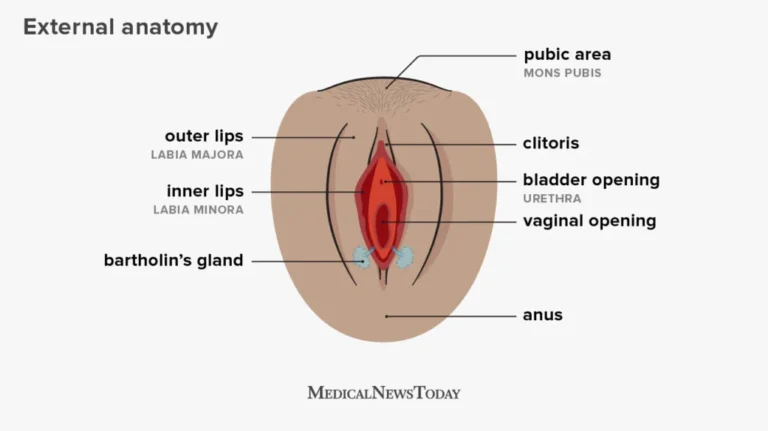 Understanding the Labia Minora: Structure, Function, Variations, and Health Insights