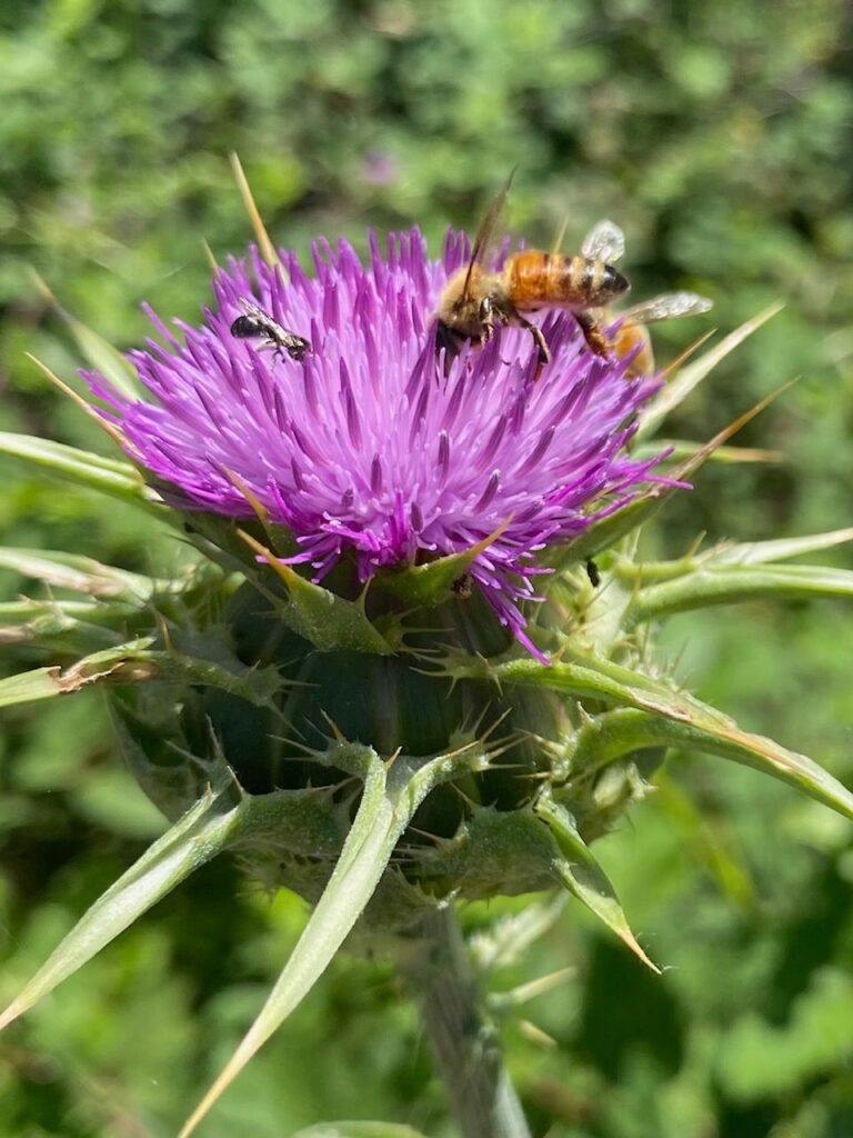 Milk Thistle: A Comprehensive Guide to Benefits, Uses, and Science-Backed Insights